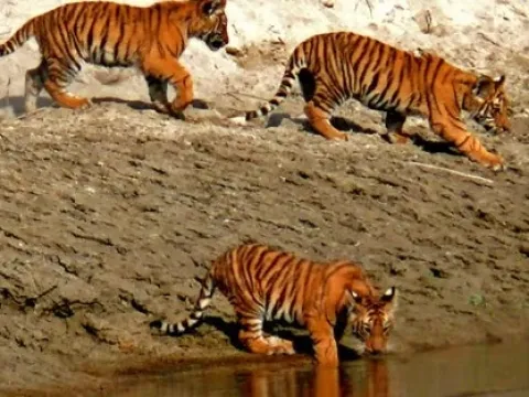 Wildlife Safari